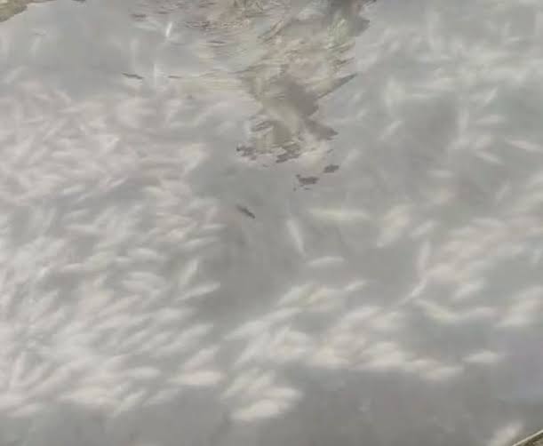 Thousands of Trout Fish Found Dead in Anantnag Hatchery, Owner Suspects Poisoning