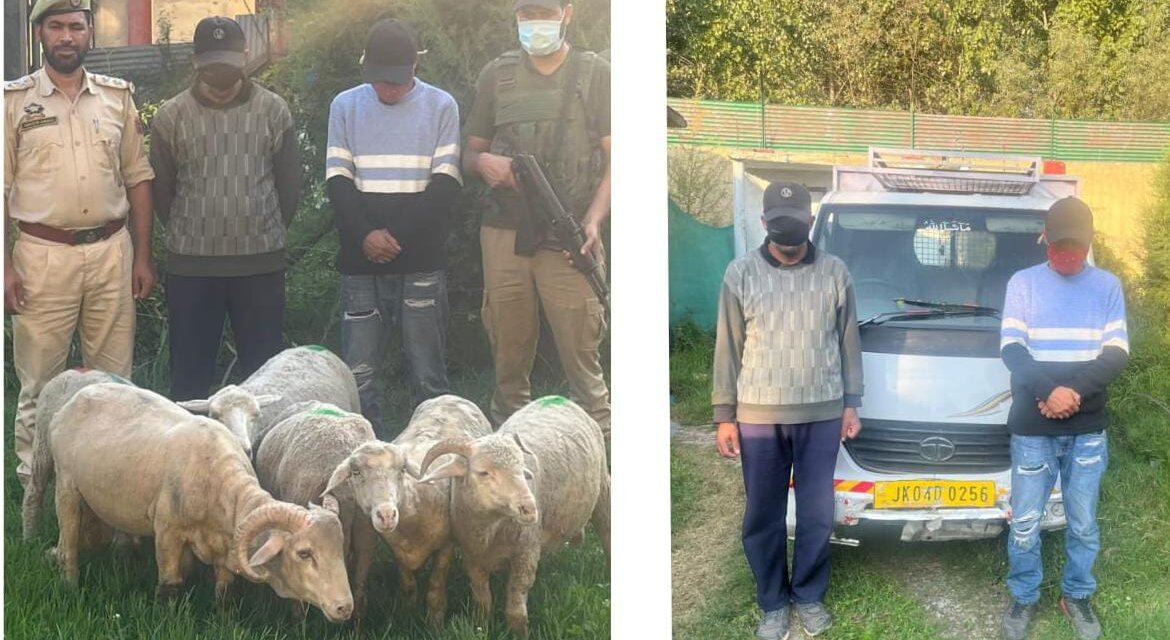 Two Theft Cases Solved in Record Time: Ganderbal Police Recover Stolen Sheep, Arrest 3 Accused