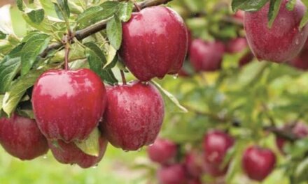 Cold storage facilities save South Kashmir apple growers from heavy losses after highway closure