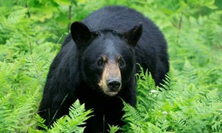 Wild Bear Attack in Ganderbal Leaves One Injured