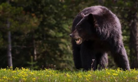 Wildlife Team Traps Mother Bear and Two Cubs After Repeated Sightings in South Kashmir