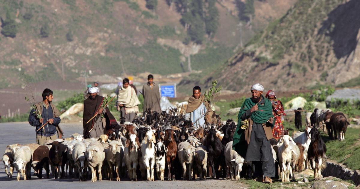 Gujjar, Bakerwal bodies allege harassment of nomad families in Rajouri