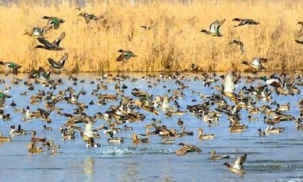 Revenue Department Constitutes Team for Wetland Demarcation in Budgam