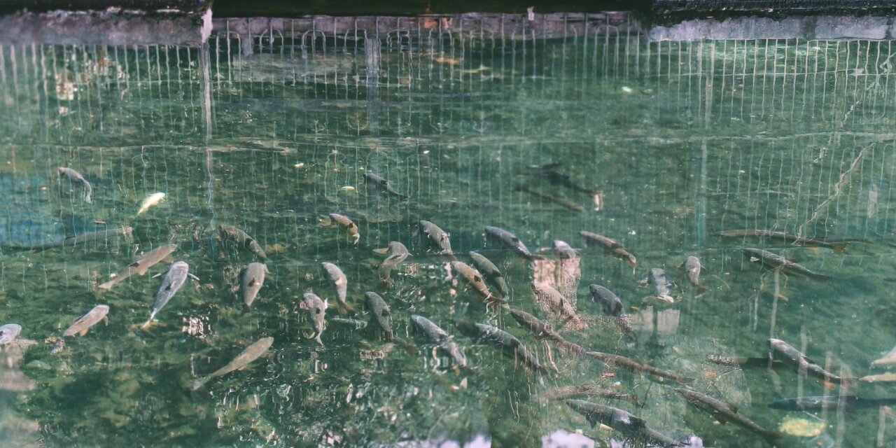 Mass Fish Death Reported in Sherbagh Spring, Fisheries Dept Cites Water Pollution